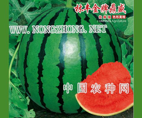 林丰金牌鼎盛